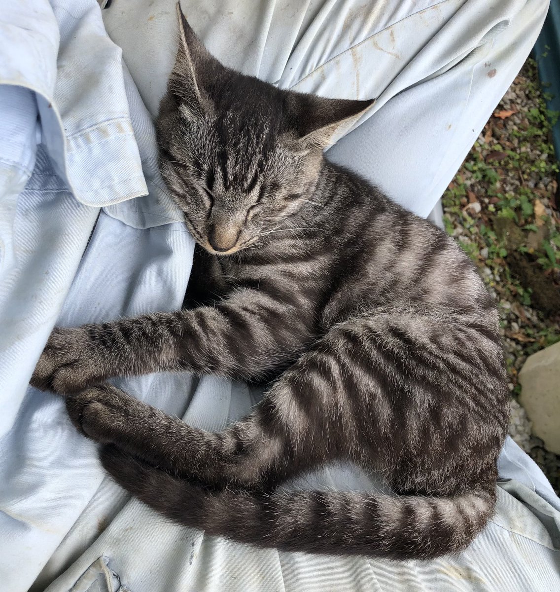 dk3pro's tweet photo. そこどいてくれないと仕事いけないんですけど… #ねこ https://t.co/deryeynkz0