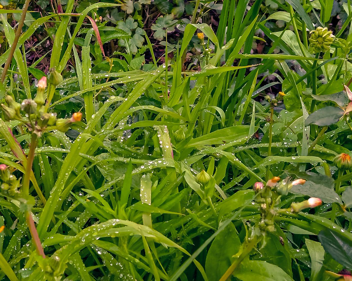 WaseemsWork's tweet photo. Clicking by 13 MP camera.
1. Edited by @Lightroom 
2. Original photo.

#photography #mobilephotography #nature #garden #photooftheday #Trending #lightroom #Berlin #Germany https://t.co/6LYHMsBoDa