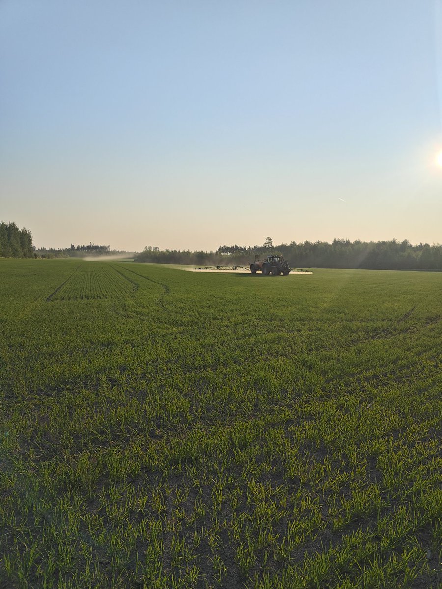 Laitetaan mangaania kauralle. Onneksi yöt vielä viileitä ja kastetta mukavasti, kasvit ja eläimet tykkää. Näyttää oikein hyvältä, kun tulisi vain vettä 🌧️