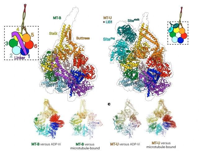 Prefer dynein and microtubules? Check this one out, now out in @NatureSMB: 'Microtubule-binding-induced allostery triggers LIS1 dissociation from dynein prior to cargo transport' @lab_markus @zhang_lab @PengxinC @YueWang61171374 doi.org/10.1038/s41594…