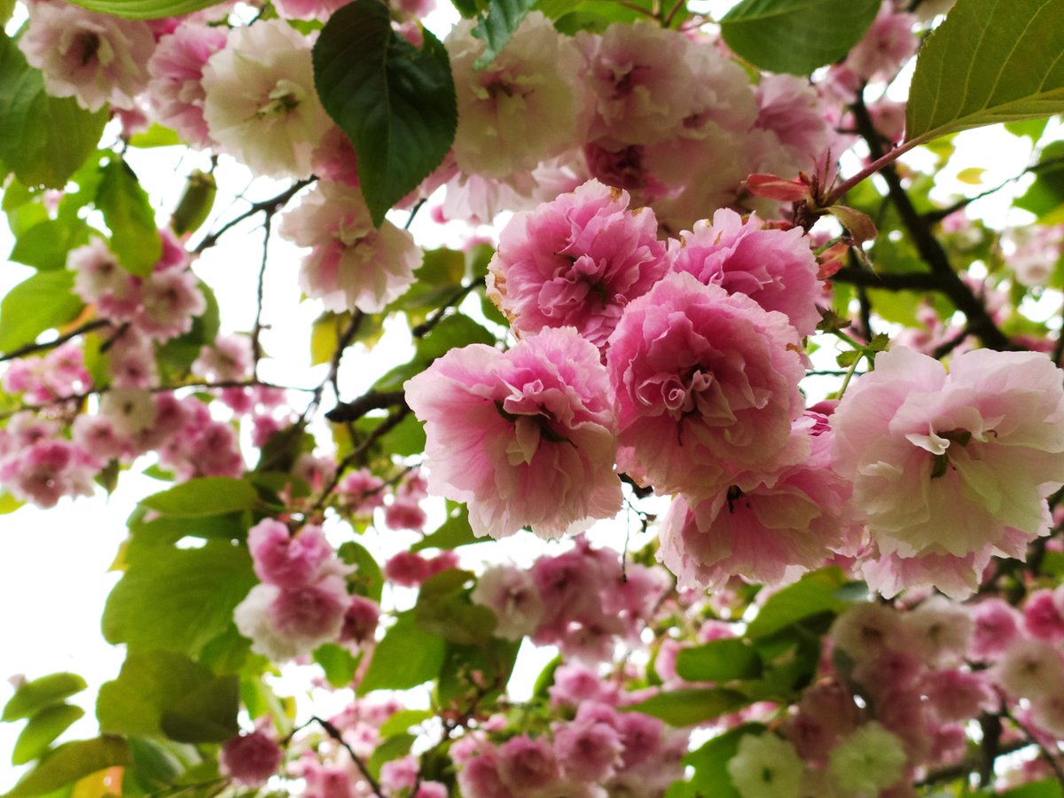 intimates_of's tweet image. Happy weekend everyone!!  🫶
#summer #Flowers #love #Happiness