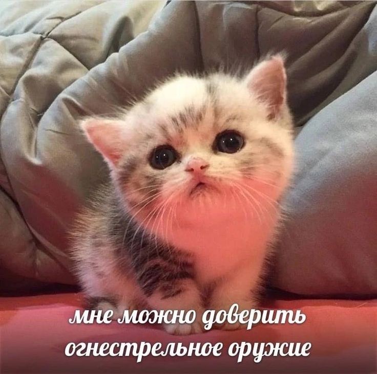 Маленький #поискмью , надеюсь не флоп ;(
—Сева/ 16 / enfp-t
—стеню скизов, потихоньку начинаю учить ateez и героев 
—вернулся спустя несколько месяцев, пытаюсь воскресить ленту
—в основном щп
—рисую, леплю из глины, иногда пишу аушки и зарисовки
—я смешная честно

Мью рт плиз⭐