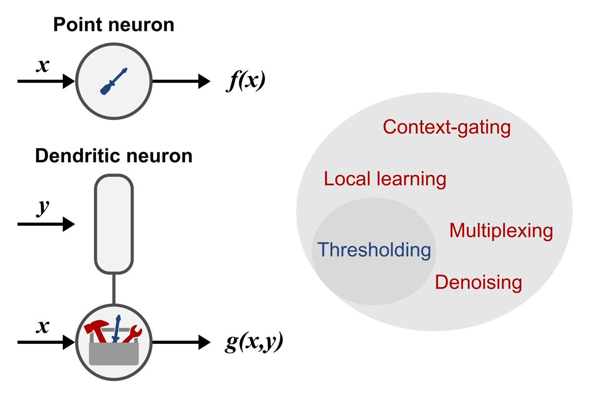 🚨Review alert🚨 Recently, we (@_RomanMakarov & @YiotaPoirazi) described how dendrites help optimize brain function. In this follow-up paper we discuss tangible examples of how dendritic mechanisms may help solve import ML problems and empower neuromorphic research. 🧵⬇️ (1/4)