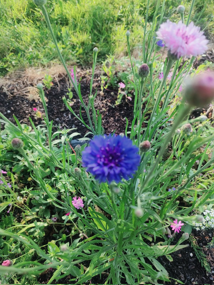 A few more of our wildflowers
#ChurchersGrounds