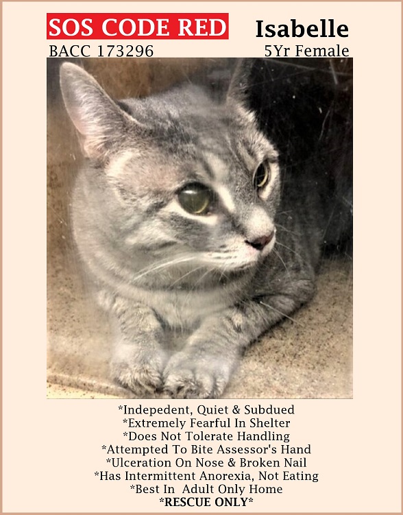 🆘CODE RED🆘TBD SAT 6/17/23🆘
💗STRESSED 5YO GRAY #TABBY KITTY 'ISABELLE'💗
😿💔DUMPED BC OF PET HEALTH, NOT THRIVING IN SHELTER 
🚨NEEDS #RESCUE #FOSTER ASAP🚨
▶173296 facebook.com/photo?fbid=654…
🚨NEW HOPE RESCUE ONLY🚨
🙏🏽#PLEDGE 2 #SAVEALIFE #RescueMe
#BROOKLYN #NYCACC #CAT