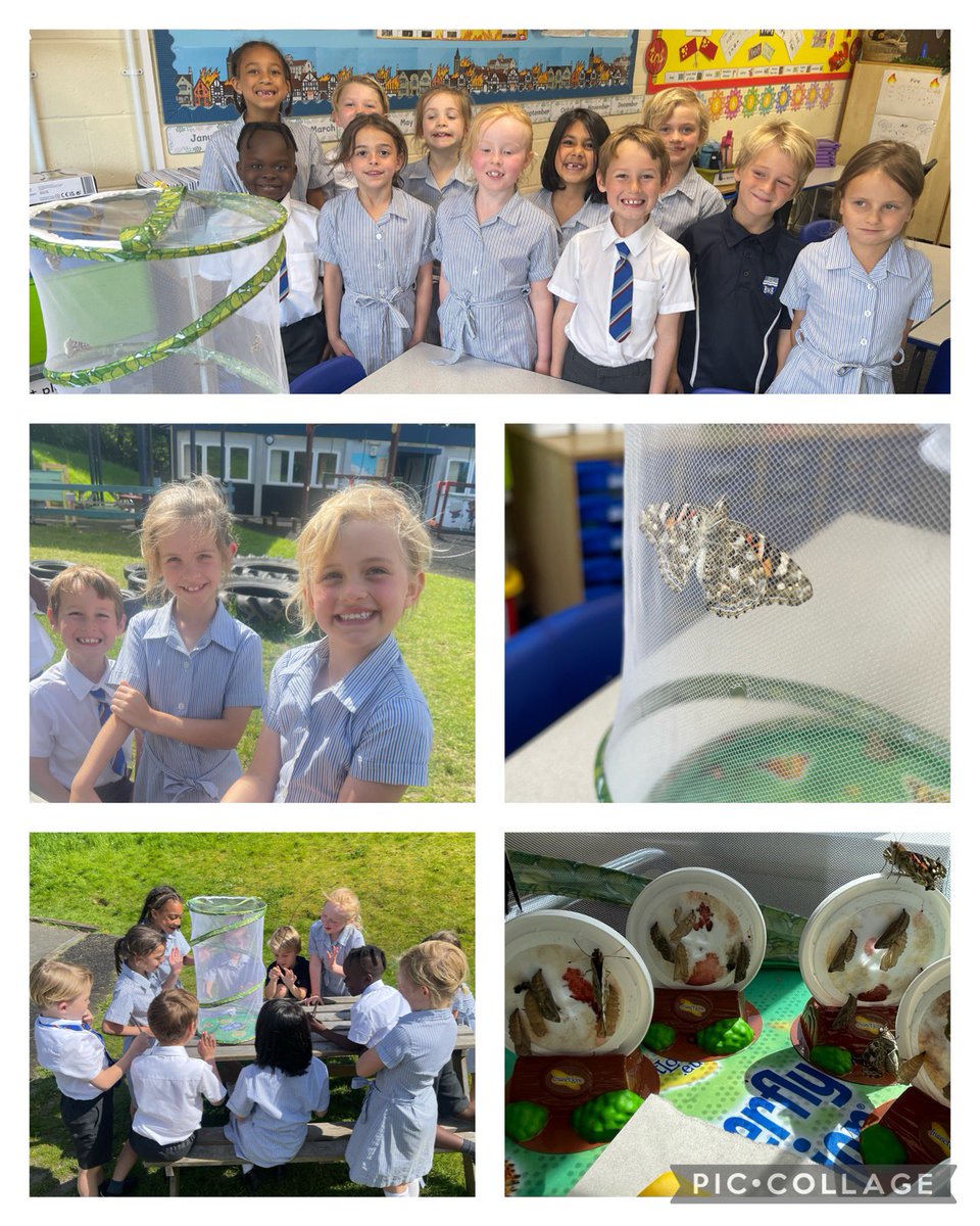 SgsYear2's tweet photo. Magnificent Metamorphosis!
#SGSYear2 have loved learning about life cycles in Science and hatching their own butterfly’s!
#SGSExcellence #SGSDifference #SGSPrep https://t.co/3OejZq3TDy