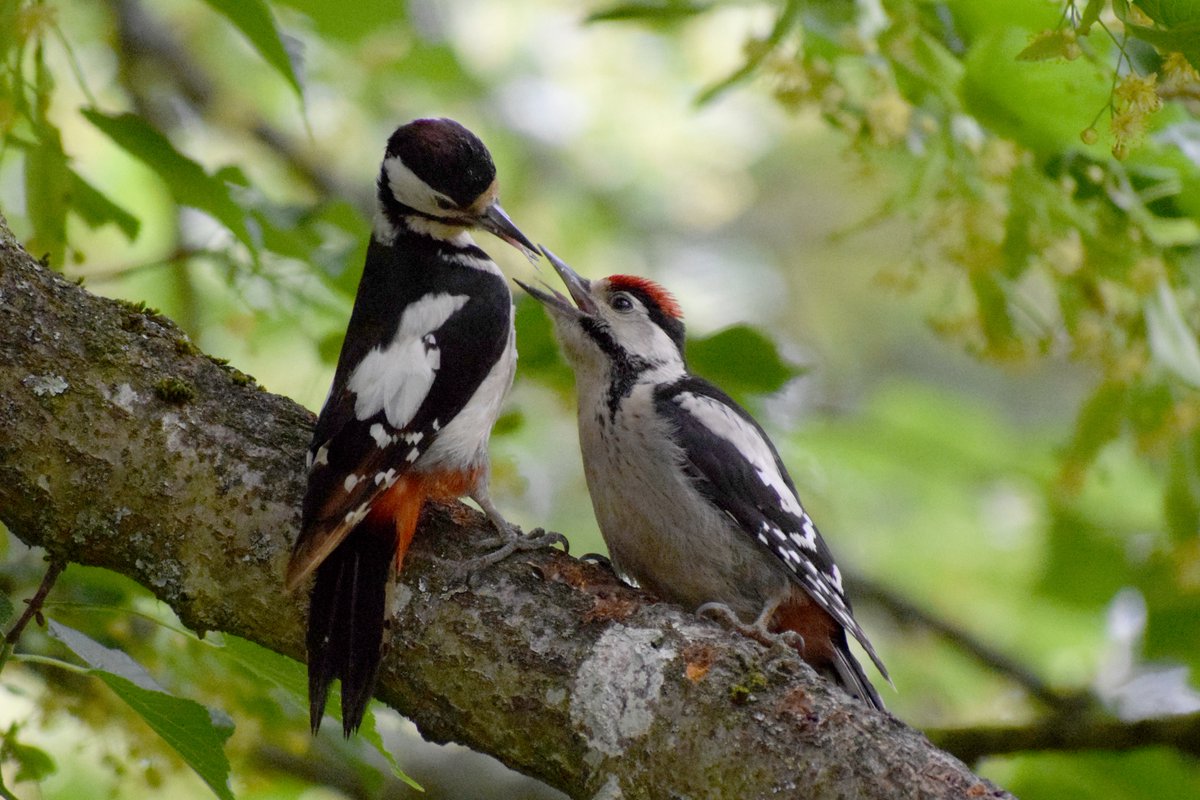 Forest Tracker 🇺🇦 tweet media