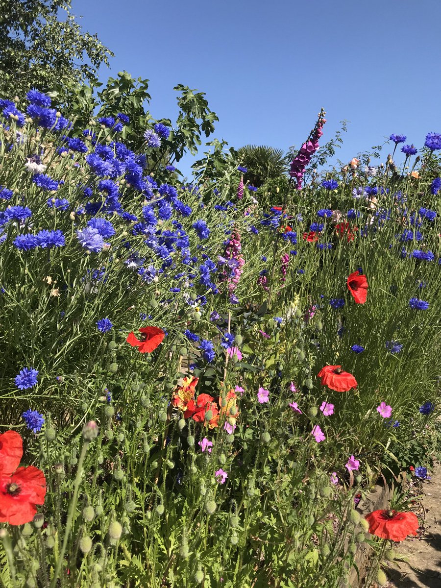 Summer sun in the garden