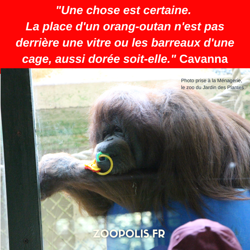 paz_zoopolis's tweet photo. TRISTE ANNIVERSAIRE🕯️

Aujourd'hui, cela fait 5⃣1⃣ans que #Nénette est emprisonnée derrière des vitres à la #Ménagerie du Jardin des plantes

À l'âge de 3 ans en 1972, elle a été arrachée à sa forêt de Bornéo et à sa famille

La #CaptivitéAnimale brise des vies. Tournons la page. https://t.co/iRBbROtsao