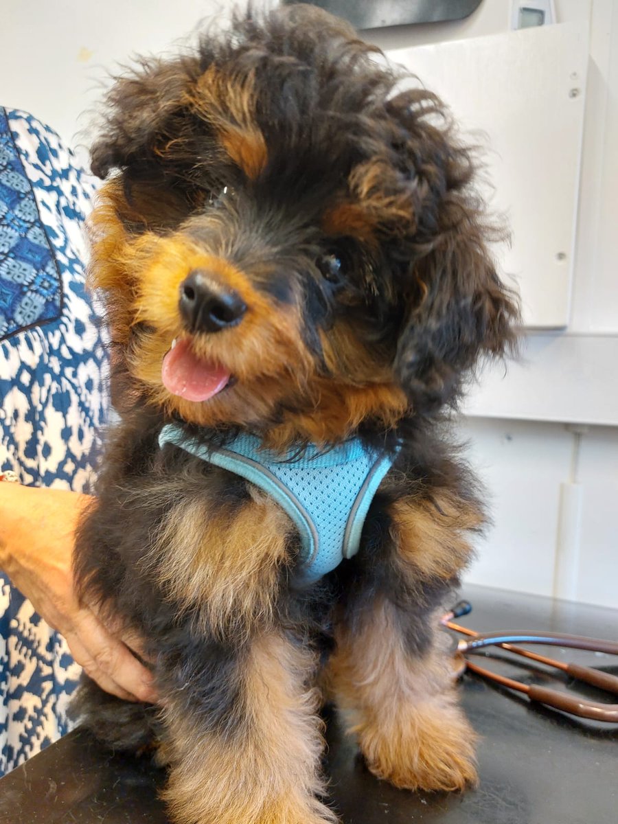 henleyvets's tweet image. 📢 SUPER CUTE PUPPY ALERT 💚

Meet Ronnie ❤️! This gorgeous little chap is a Pomeranian x Poodle, and VERY, VERY cute!

Ronnie visited nurse Sarah for his second vacc, and was a very brave boy ❤️. 
#puppy #pomapoo #dogs #henleyonthames #twyfordberkshire #localvet #independentvet