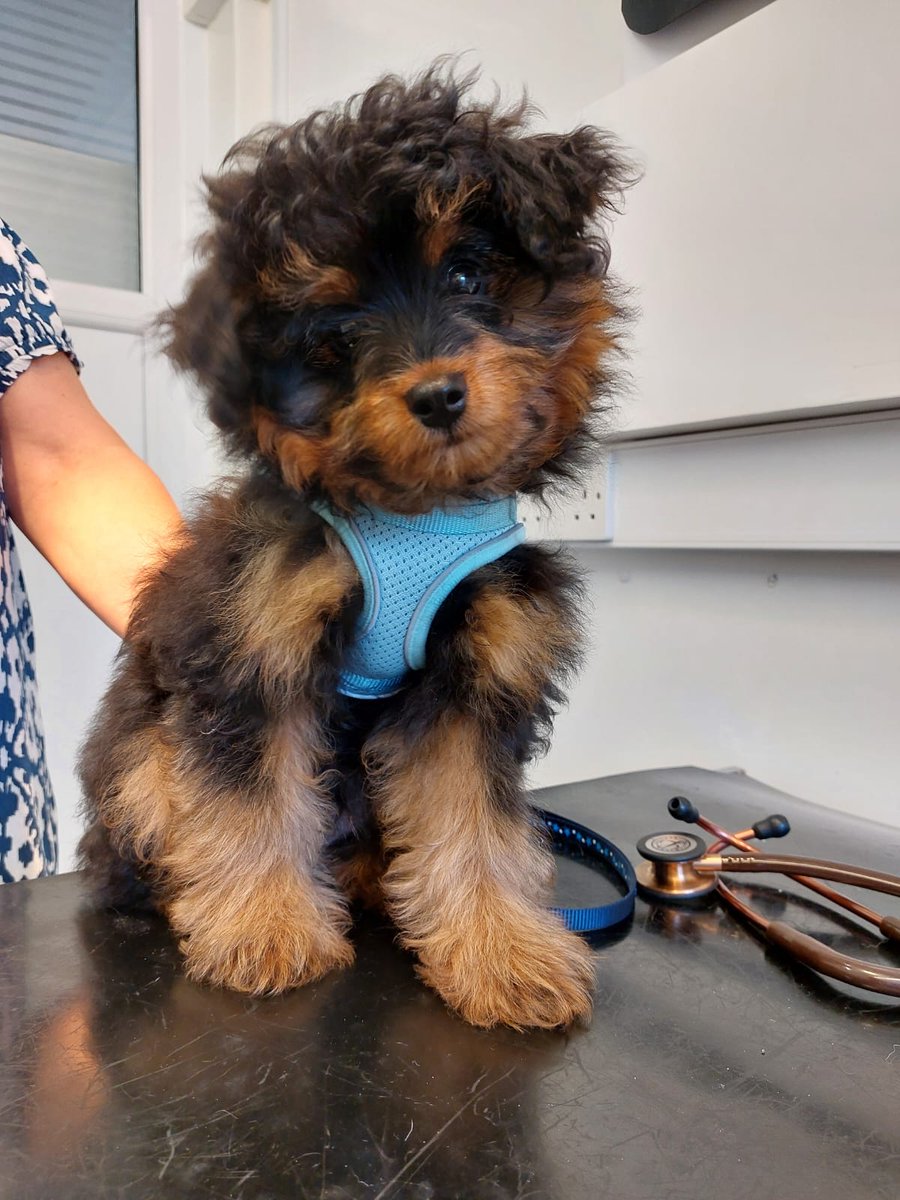 henleyvets's tweet image. 📢 SUPER CUTE PUPPY ALERT 💚

Meet Ronnie ❤️! This gorgeous little chap is a Pomeranian x Poodle, and VERY, VERY cute!

Ronnie visited nurse Sarah for his second vacc, and was a very brave boy ❤️. 
#puppy #pomapoo #dogs #henleyonthames #twyfordberkshire #localvet #independentvet