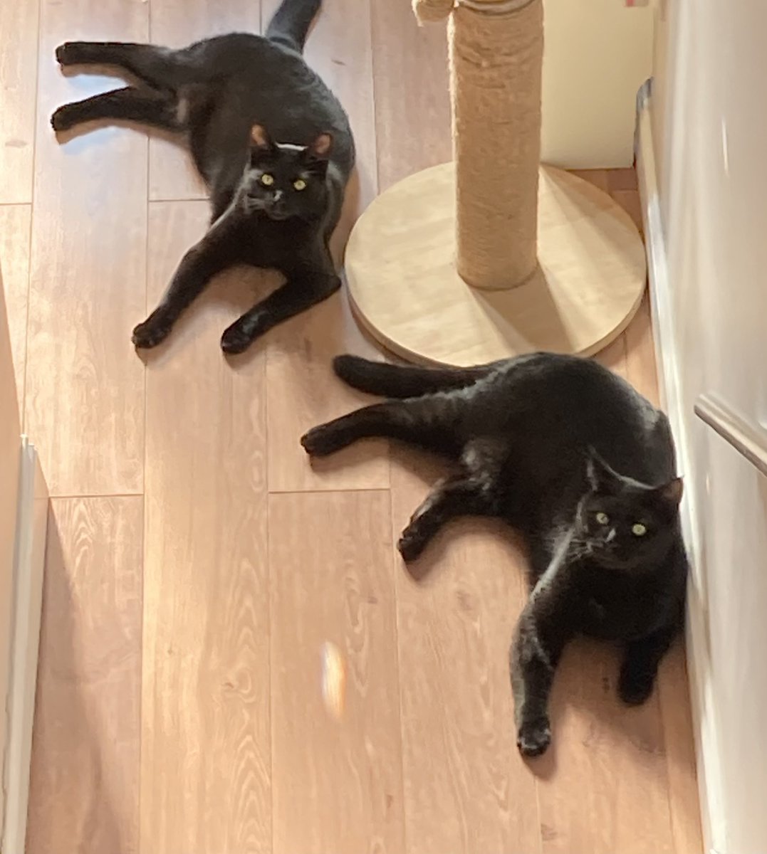 Happy Friday frens! Love from The Bookends, Stan and Gus 🐈‍⬛🐾❤️#blackcats #CatsOfTwitter #catsofinstagram #AdoptDontShop