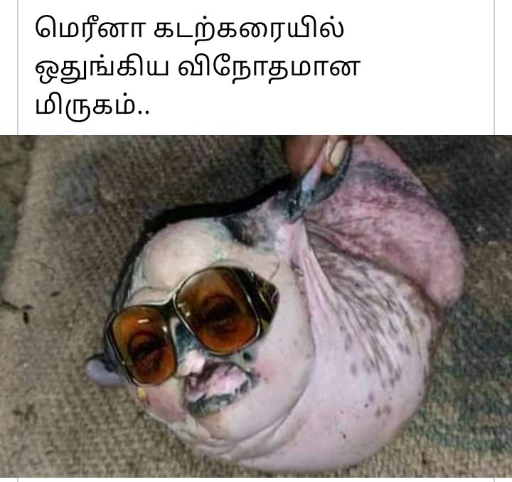 Jeba_ezra's tweet photo. யாருக்கு எல்லாம் அவன் தெரிக்கிறான் https://t.co/JwSdGdVwST