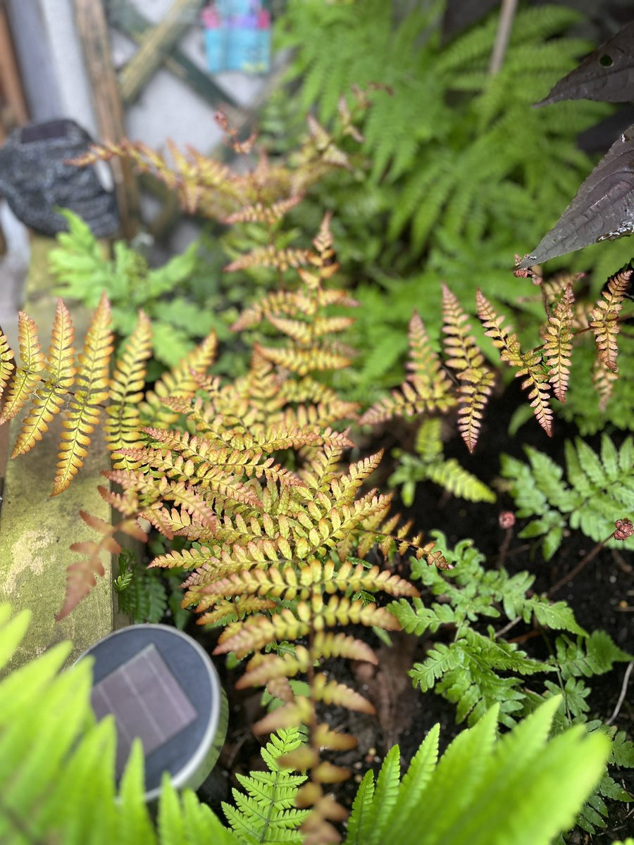 Let’s do fern Friday! Show me your ferns guys
#fernfriday #fernlover #gardeningtwitter #gardening 🪴 🌱 🪴