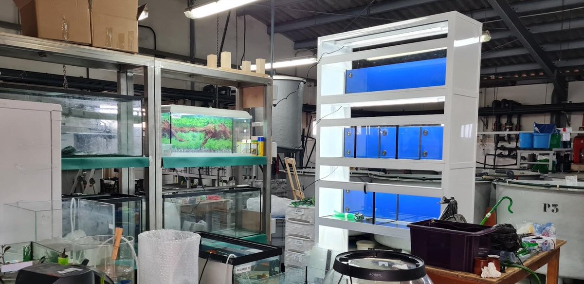 El departamento de Actividades Marítimo Pesqueras del IES Manuel Tárraga Escribano estrena nuevas instalaciones de Acuariología. La imagen muestra la fase de montaje, en la que se están instalando una batería de exhibición, y dos torres de acuarios.