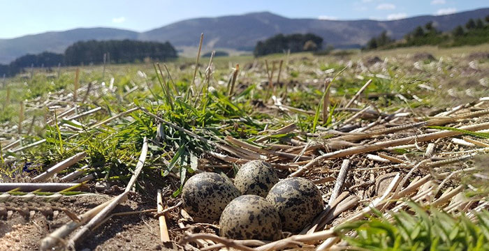 💼 We have an exciting opportunity for you to play a vital role within Scotland's highly respected GWCT Advisory team. Find out more about the Game & Wildlife Advisor role and application details by clicking the link below. gwct.org.uk/about/careers/…