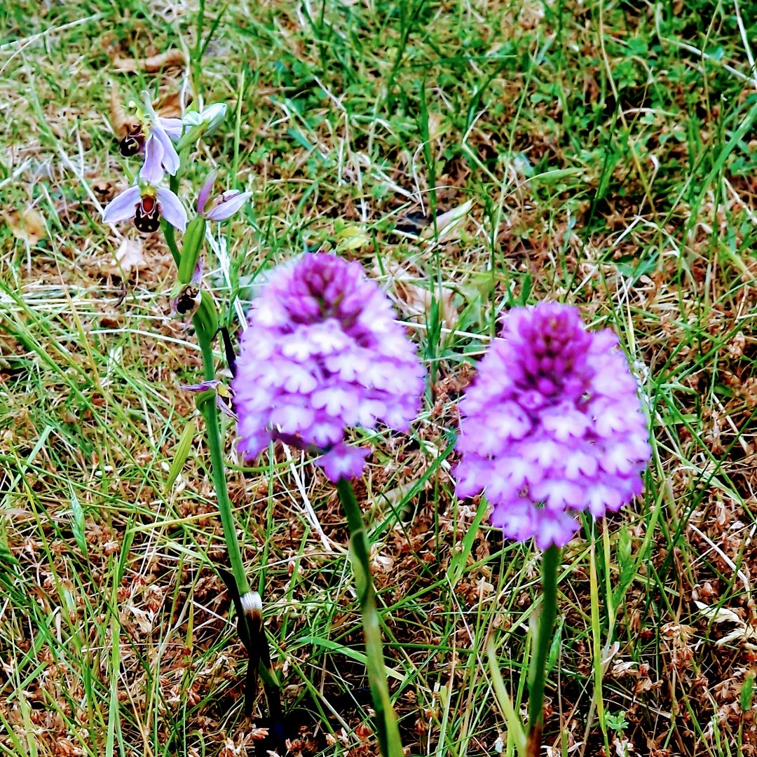 stockley_park's tweet photo. The orchids are starting to bloom! Join us on 21st June to help our biodiversity team survey this year's numbers and locations. RSVP via the link below:

https://t.co/G6Q2AKoJgT

#orchid #beeorchid #wildflower #wildflowers #pyramidorchid https://t.co/cw4S4mhliN