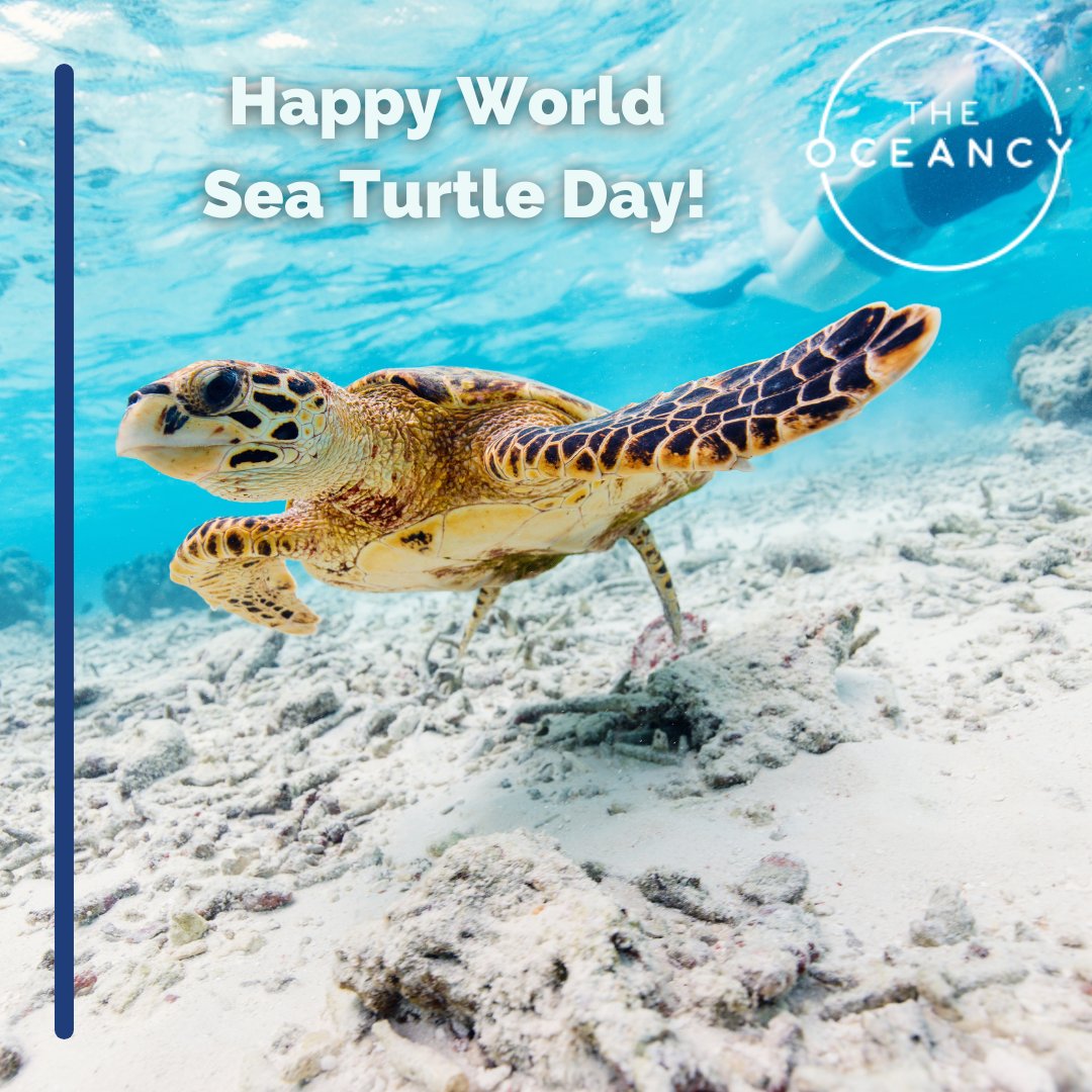 The Oceancy tweet media