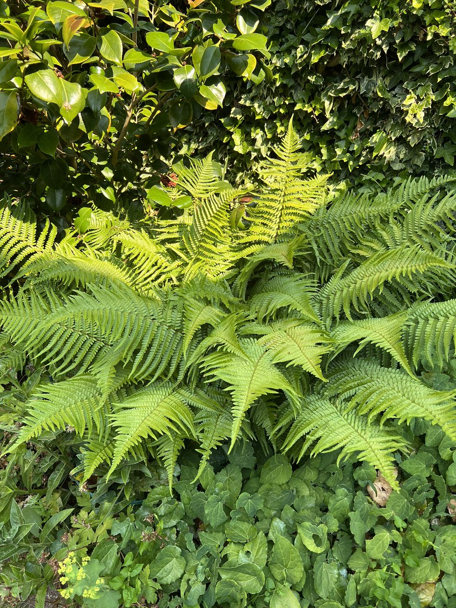 @BearDublin #fernfriday