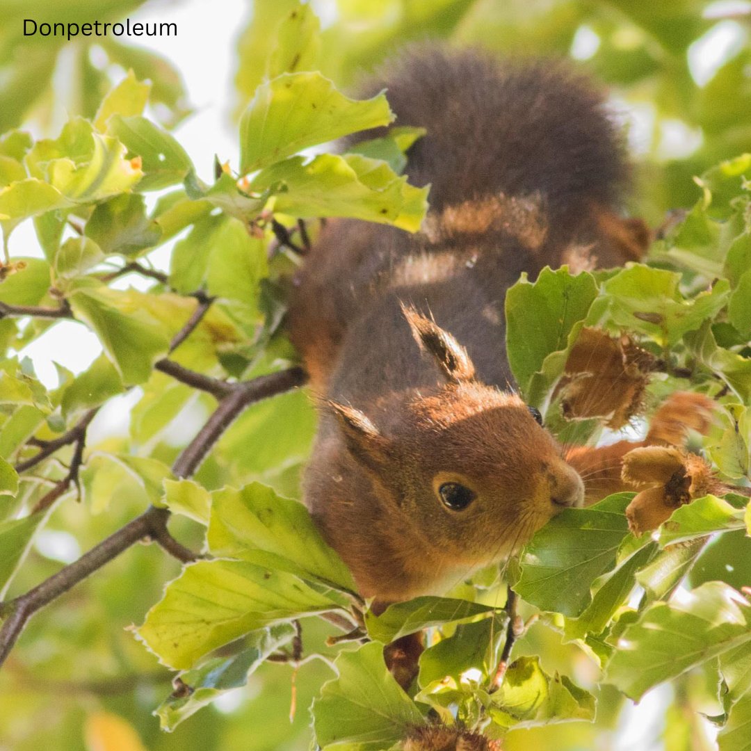 Red squirrels are arboreal, meaning that they live primarily in trees 🌲🐿️🌳 

#redsquirrels #squirrels #arboreal #trees #nativespecies #mammals #funfactfriday