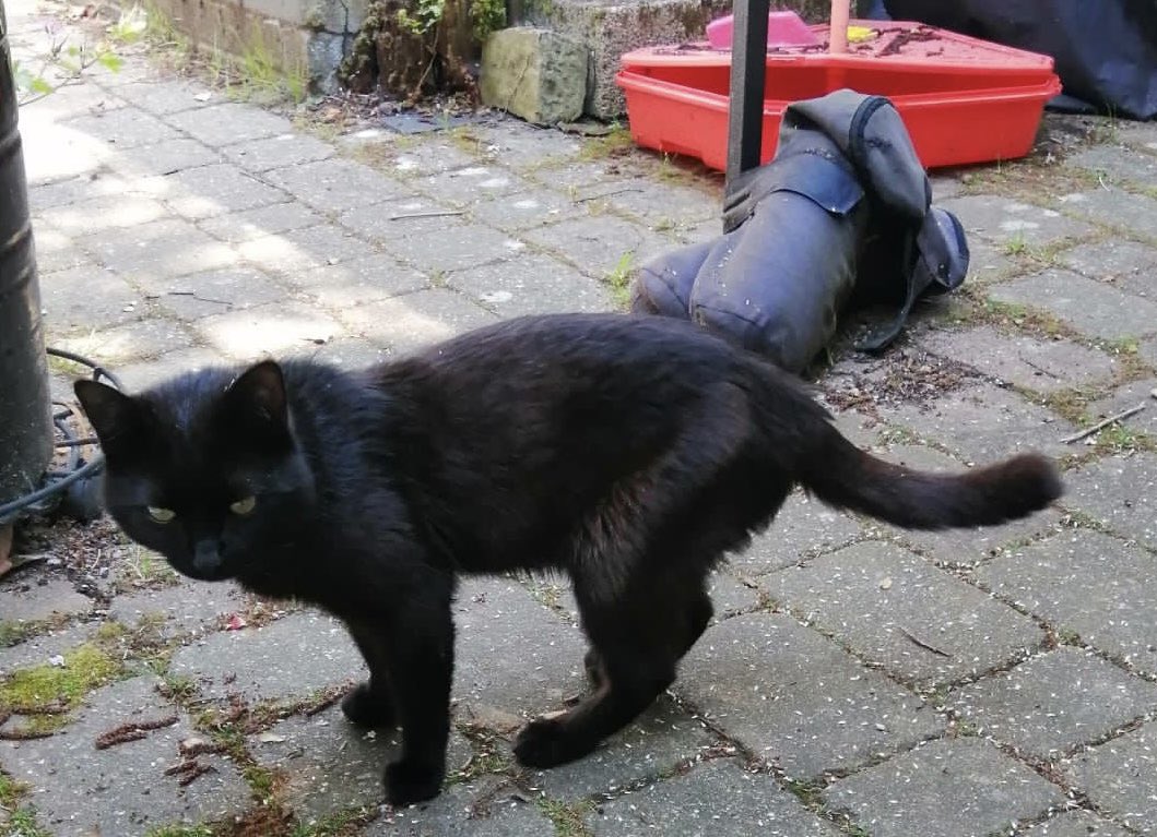 This young, entire male has been hanging around someone’s garden in #PrincesRisborough for a few months. He’s between 1 and 5 years old and not chipped. Does anyone recognise him? If you know him, please get in touch with us. Thank you. #CatsOfTwitter #foundcats