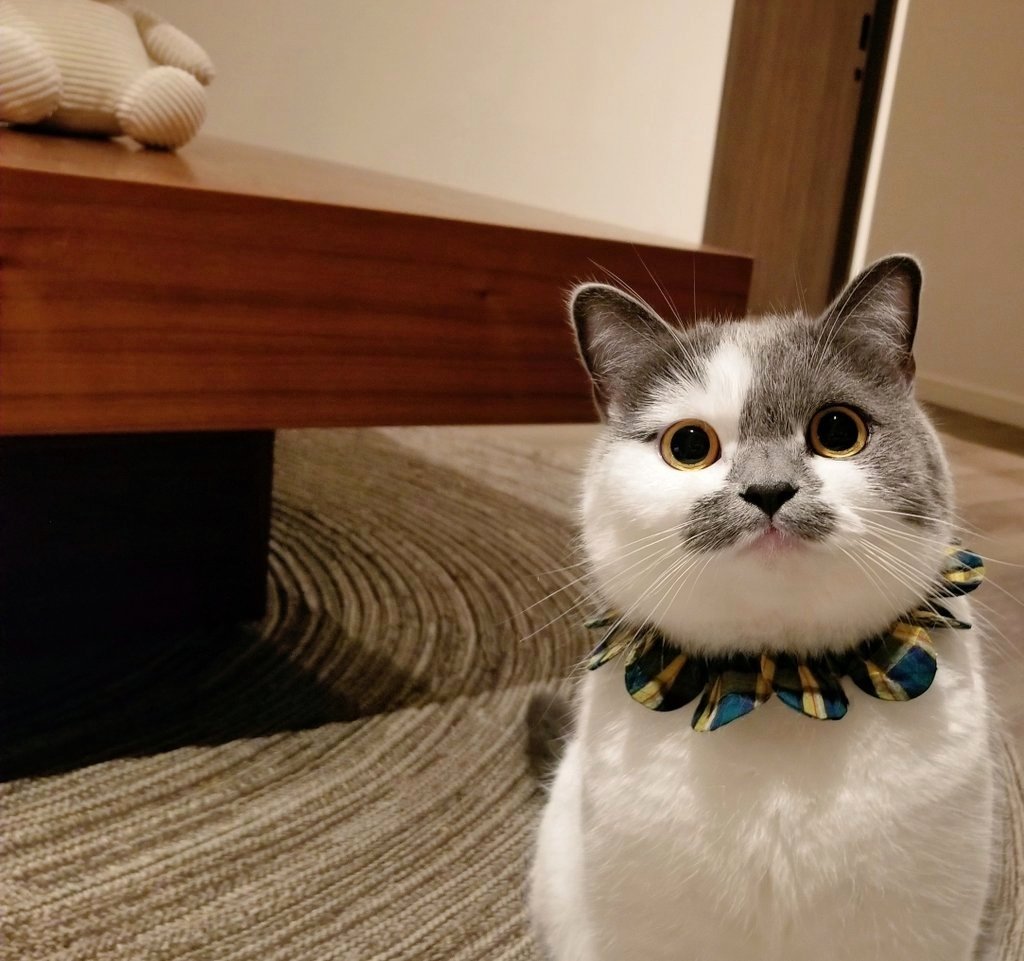 さかもと🐾 tweet media