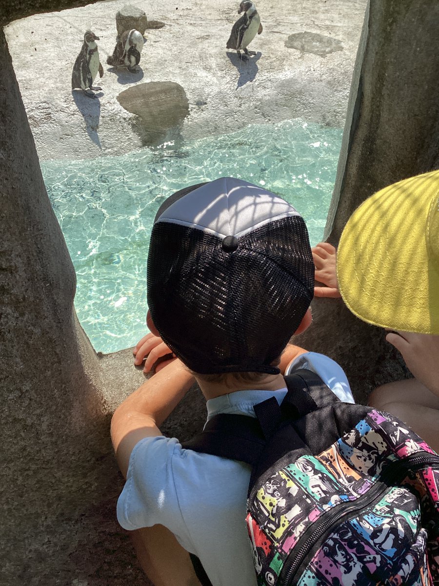 Yesterday Class 1 and 2 spent a wonderful day there visiting and demonstrating their curiosity about the animals and their habitats. Thank you Newquay Zoo for such an enjoyable and informative day.