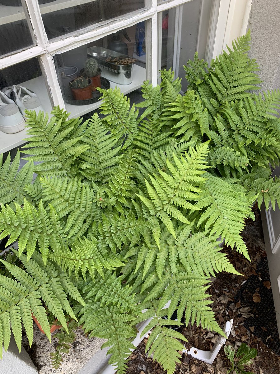 e_6_2_1's tweet photo. @BearDublin @susieoftraken #fernfriday https://t.co/kwAlPgONAT