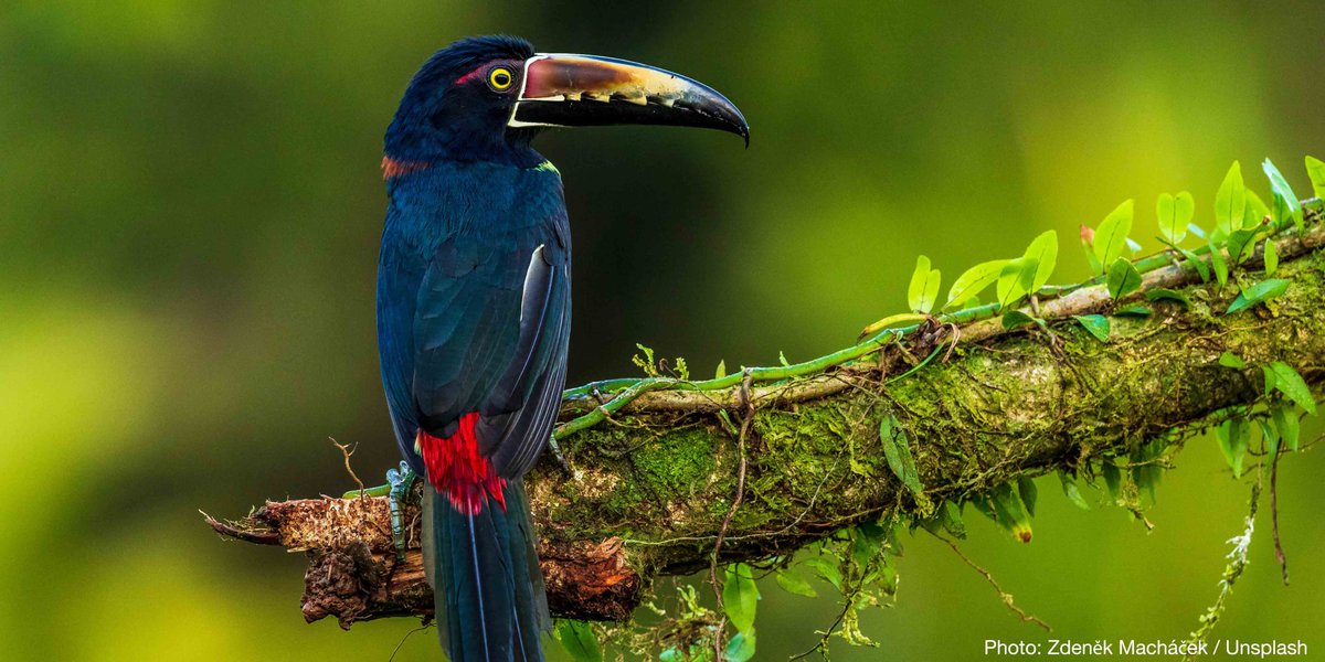 Over 80% of the world’s terrestrial #biodiversity can be found in forests; their destruction threatens the survival of many species.

Forest landscape restoration can help reverse these losses.

@IUCN_forests #GenerationRestoration