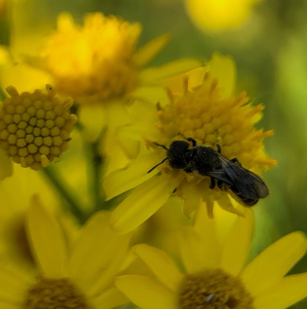 Heriades truncorum
