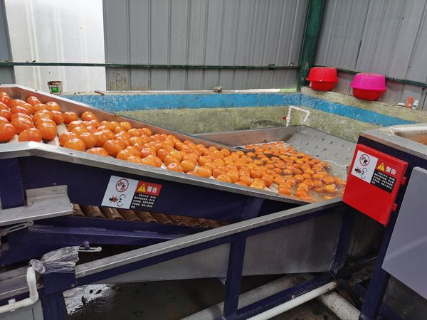 Homystar2's tweet photo. 🍊Mechanized, standardized processes
🥭Guarantee the quality of each fruit
Get in touch to know more about us： https://t.co/WI7yU031io
#Mandrinorange #EmperorOrange #Dragonfruit #Mango #Cantaloupe #RedFujiApple #GreenGrape #Snowpear #fruit https://t.co/bZSCa93kWs
