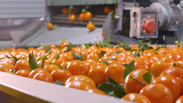 Homystar2's tweet photo. 🍊Mechanized, standardized processes
🥭Guarantee the quality of each fruit
Get in touch to know more about us： https://t.co/WI7yU031io
#Mandrinorange #EmperorOrange #Dragonfruit #Mango #Cantaloupe #RedFujiApple #GreenGrape #Snowpear #fruit https://t.co/bZSCa93kWs