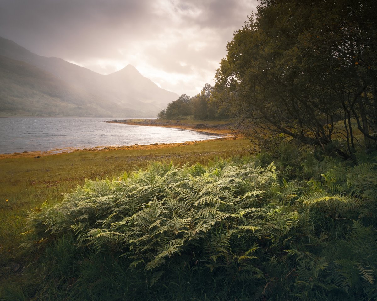 Ferns, Loch Leven #Kinlochleven #Scotland #Highlands damianshields.com