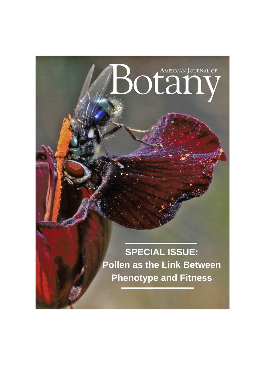 Bio-Interactions Lab (@biointeractlab) on Twitter photo We provide the 1st empirical evidence that pollen from rival plants can build up in layers, setting up the potential for male-male competition. Read about it in the upcoming #AJB #Pollen Special Issue bsapubs.onlinelibrary.wiley.com/doi/10.1002/aj…… #botany #pollination <a href="/wileyplantsci/">Wiley Plant Science</a> We provide the 1st empirical evidence that pollen from rival plants can build up in layers, setting up the potential for male-male competition. Read about it in the upcoming #AJB #Pollen Special Issue bsapubs.onlinelibrary.wiley.com/doi/10.1002/aj…… #botany #pollination <a href="/wileyplantsci/">Wiley Plant Science</a>