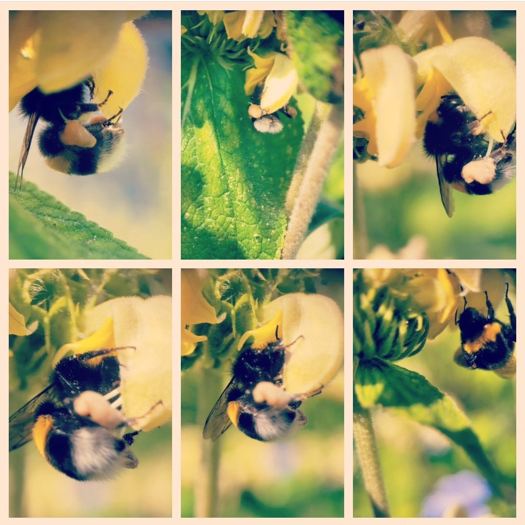 Bombus terrestris