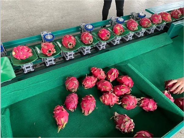 Homystar2's tweet photo. High quality  dragon fruit , original from gold farming area
- Sufficient sunshine
- Abundant precipitation
- lrrigation with natural water resources
If you're interested in any of our products and services, pls contact us:https://t.co/WI7yU031io
#DragonEyeFruit #DragonFruitCactu https://t.co/0Xve7xl29Q
