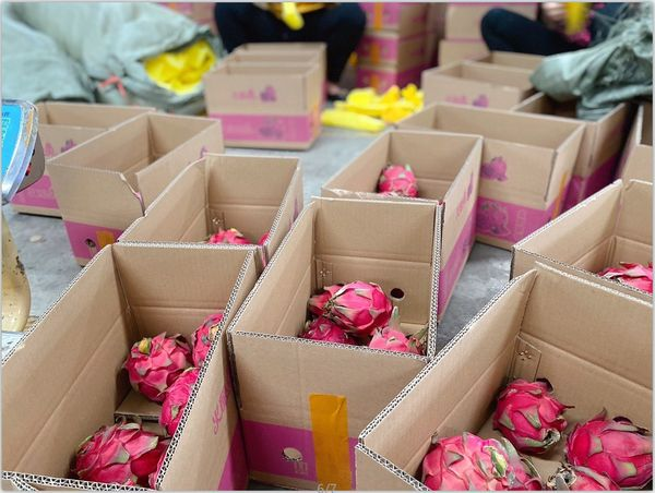 Homystar2's tweet photo. High quality  dragon fruit , original from gold farming area
- Sufficient sunshine
- Abundant precipitation
- lrrigation with natural water resources
If you're interested in any of our products and services, pls contact us:https://t.co/WI7yU031io
#DragonEyeFruit #DragonFruitCactu https://t.co/0Xve7xl29Q