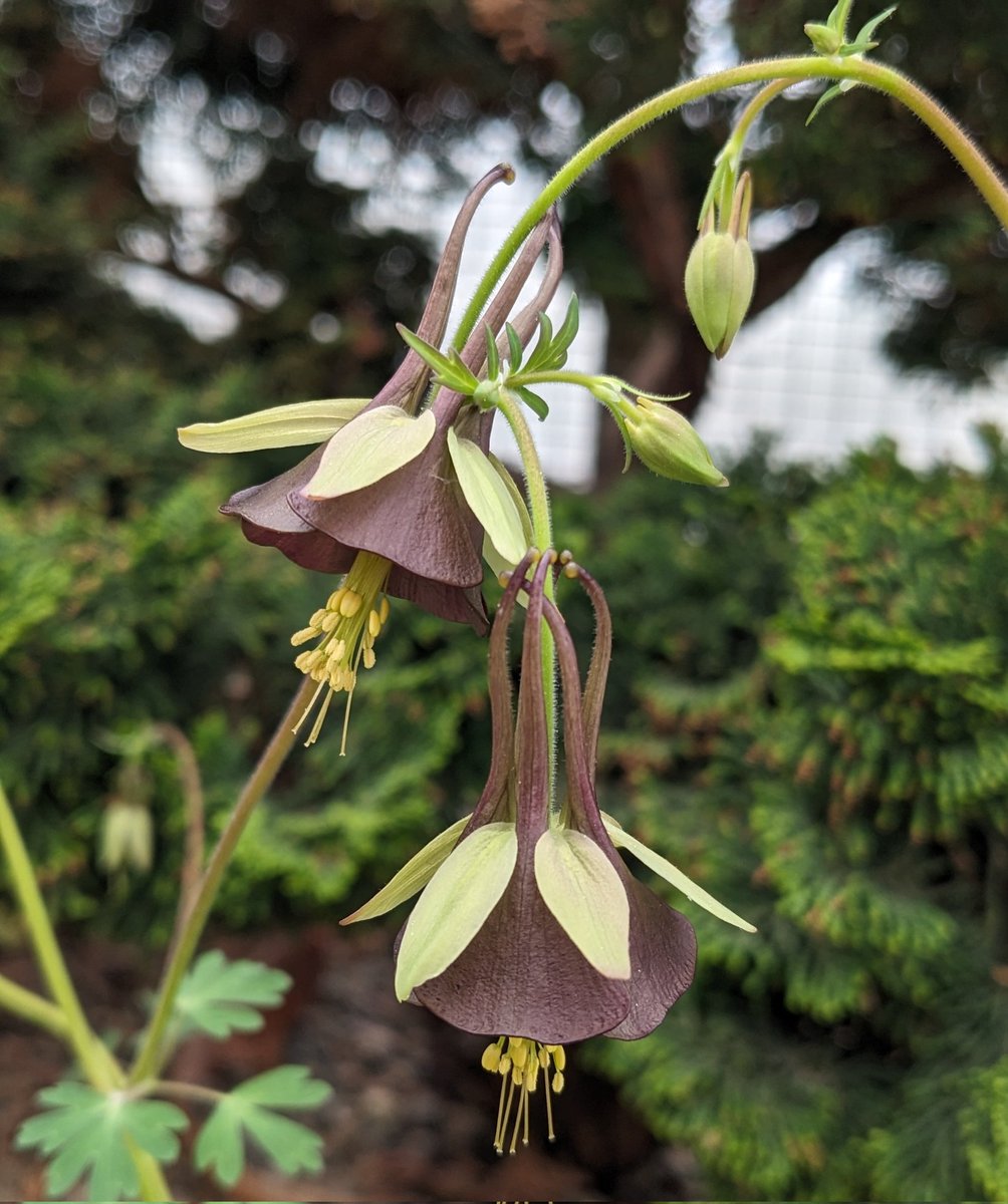 A brown columbine...and fragrant too! Aquilegia viridiflora.