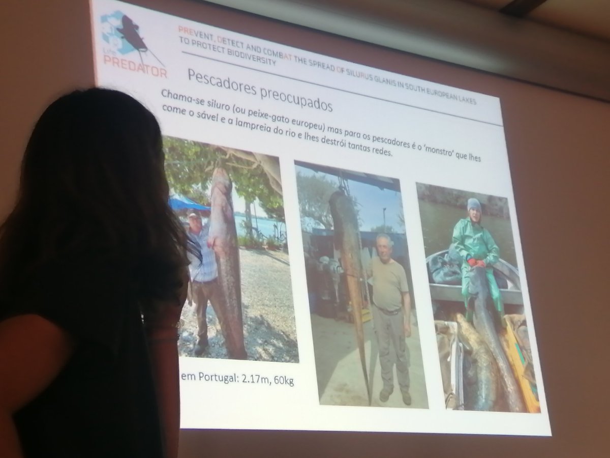 FishInvasionLab's tweet image. Increasing awareness about the invasive catfish #silurus invasion in Portugal &amp;amp; building capacity among the enforcement police  #lifepredator @MARE_centre @CE3CResearch @FC_UL @IdlLuiz @LIFEprogramme