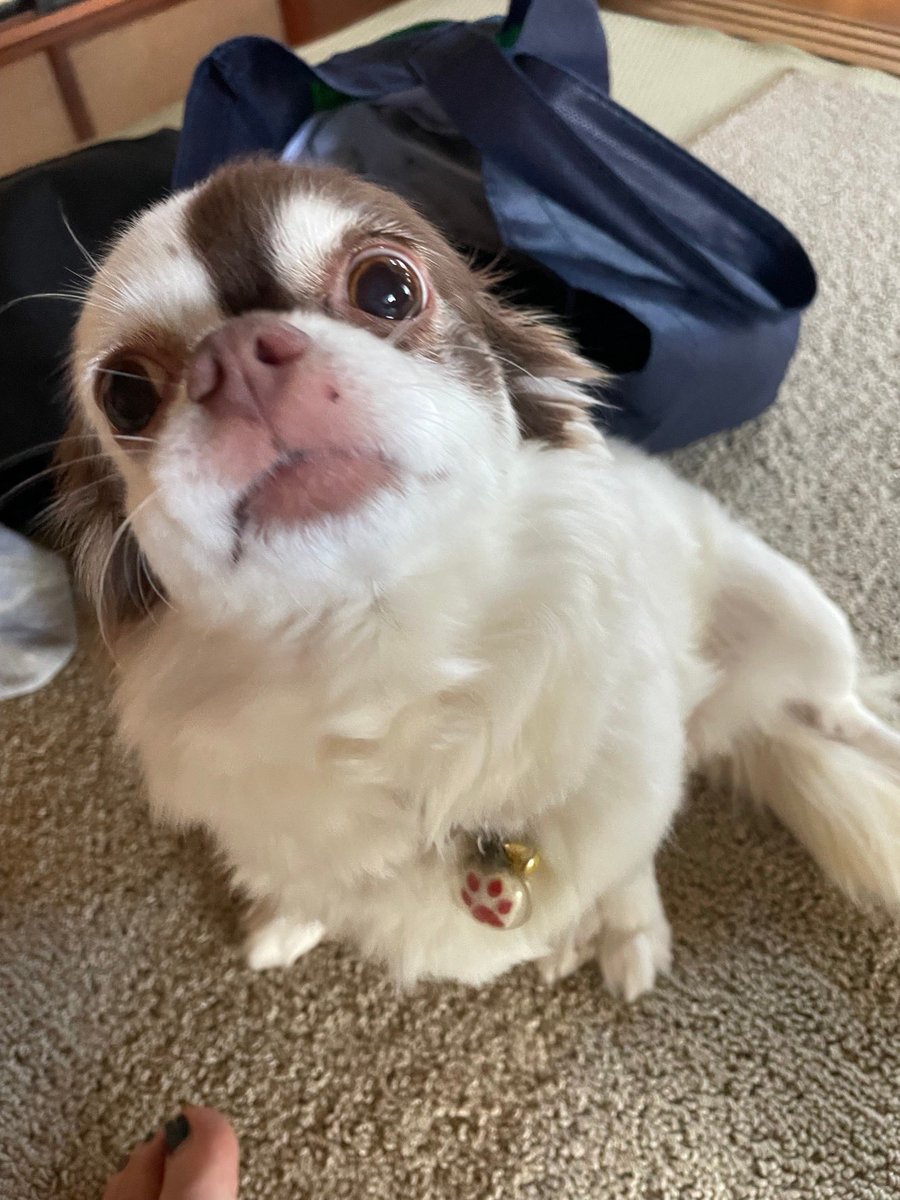 yocchiok's tweet photo. 動物病院で口元のイボを相談したら…

先生にむしり取られたらしい
🫣😱

かなり痛かったらしく、診察台から落下…💦

しょげてます…💧

#チワワ 
#犬のいる暮らし 
#多頭飼い 
#犬好きな人と繋がりたい https://t.co/nAqpdjztPa