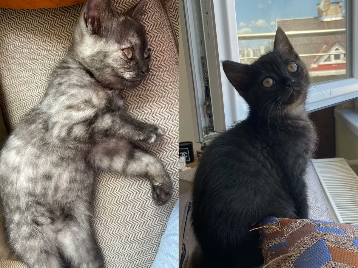 Dişi ve erkek bebeğe yuva arıyoruz
2 ay 25 günlüklerdir. 21 Mart doğumlulardır.
Anne ve baba kedi de bizimled...
Konum: İstanbul, Türkiye
Detay: miyavru.com/ilan/disi-ve-e…
#kedi #köpek #miyavru