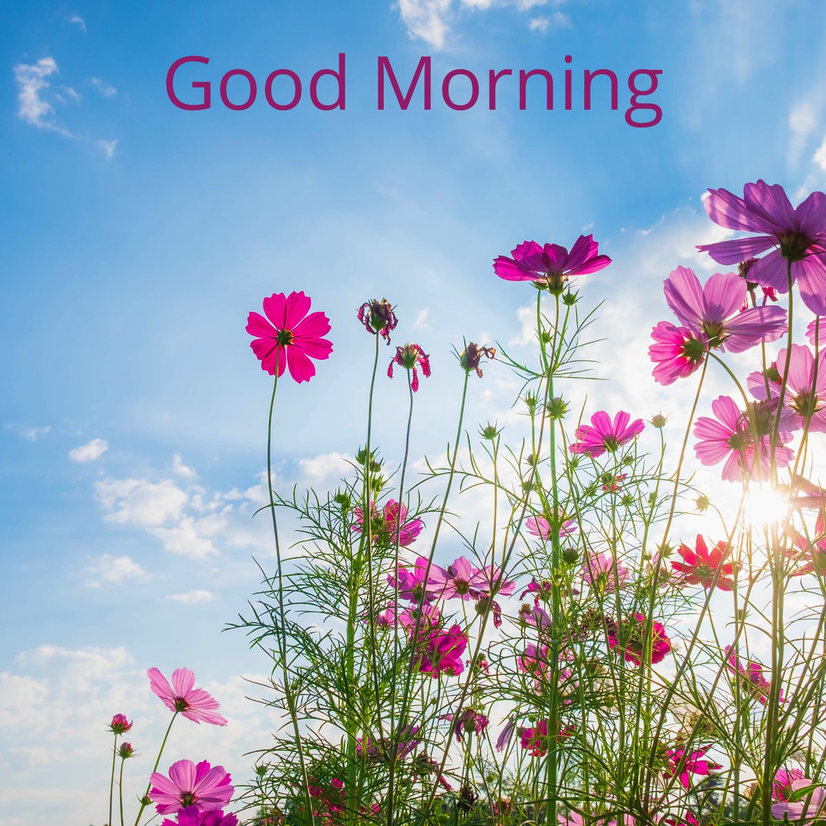 It's a new day, a fresh start, and an opportunity to make a positive impact. Let's spread kindness, love, and positivity wherever we go. #Greetings #SocialMediaPals #NewDay #FreshStart #PositiveImpact #SpreadKindness