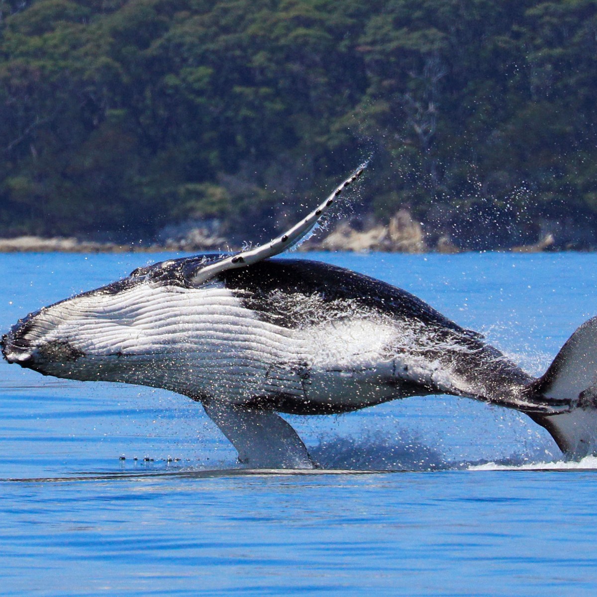 Plenty of whales were spotted frolicking around Booderee National Park over the long weekend! The park is a fantastic place to view whales, but please stay on marked tracks for your safety and to protect our precious environment. Don’t risk a fine!