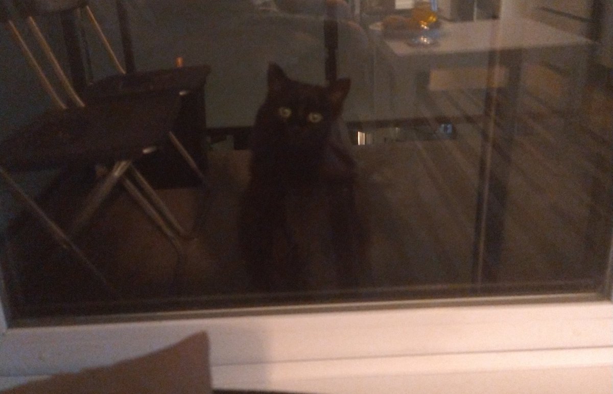 Seeing the cute kitty outside my backdoor was a pleasant surprise until I remembered I live on the 8th floor of a high-rise...