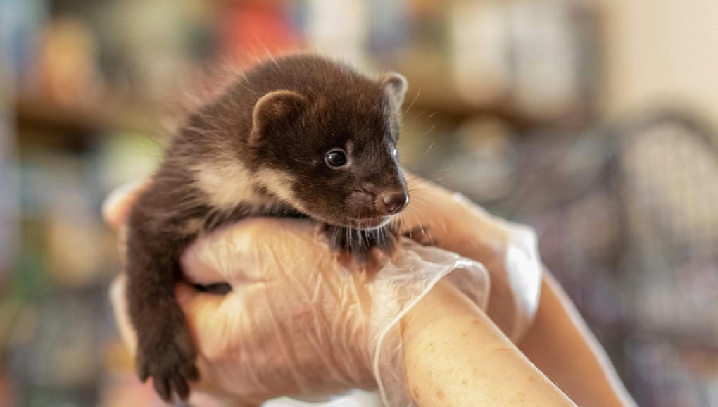 Zehub's tweet image. De l'action des centres de sauvegarde pour la faune sauvage aux programmes de conservations menés par de grandes associations, comment #soigner et #sauvegarder les #animaux #sauvages ? radiofrance.fr/franceinter/po…