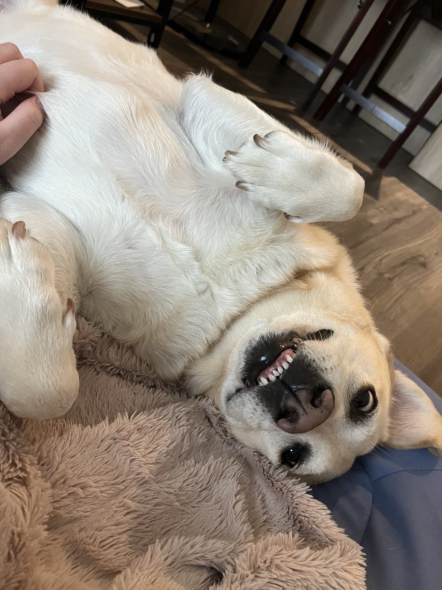 palaeobeth's tweet photo. I love meeting people in the field in Kenya & at some point mentioning I have a dog & them replying oh I’m aware from twitter. #BearProbs
In case you’re wondering what she’s up to this summer, enjoy this update from the doggo walker: https://t.co/yUO5qi5SFA