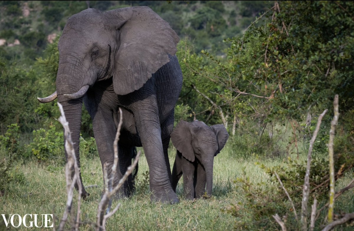 Happy to have another of my #KrugerNationalPark photos accepted by #photovogue! #elephants #wildlifephotography #nature #babyelephant