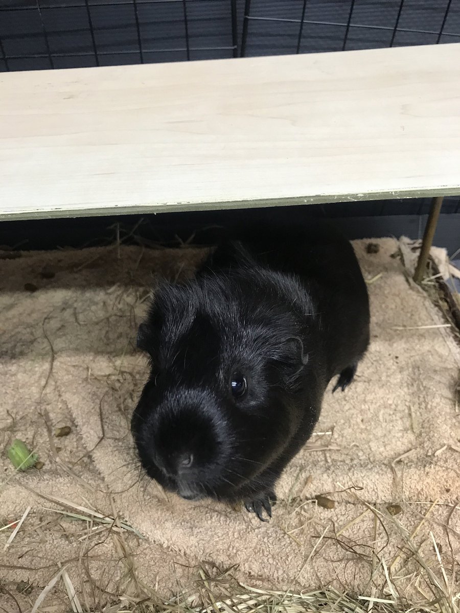 Meet one of my guinea pigs, I nickname her LaCutest, because she’s the only pig so lovely, they gave her a goddamn name!

Do you give your pet(s) a Trekkie nickname ? 🖖🙂