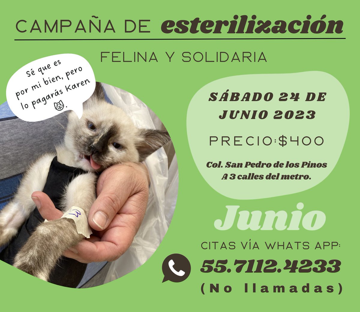 Labor social: Campaña de esterilización a precio solidario para gatitos. Benito Juárez. CDMX. @SPNapoles @SPedroDLosPinos #Adopta