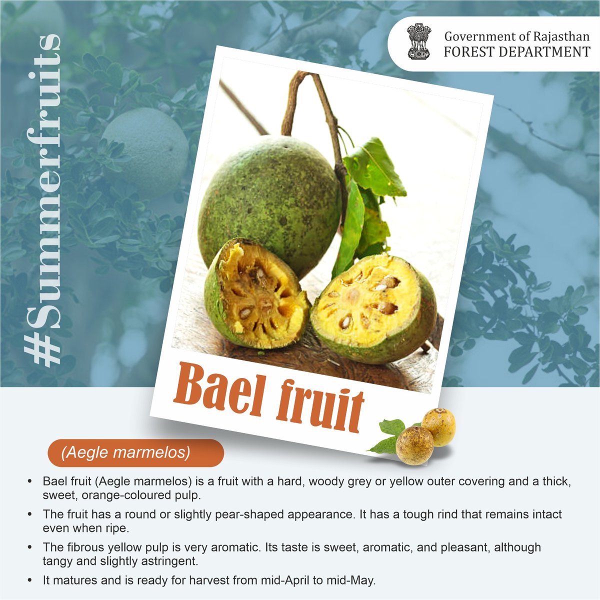 ForestRajasthan's tweet photo. BAEL FRUIT
(Aegle marmelos)

#aeglemarmelos #bael  #fruits #fruitsofrajasthan #wildfruit #trees #treesofindia #floraofRajasthan #rajasthantrees #evergreentree #tropicaltrees #tropicalgarden
@moefcc  @bsi_moefcc  @incredibleindia https://t.co/gCdhHOqOKU